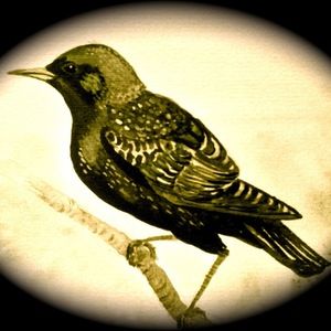 Meet your Posher, Memmi